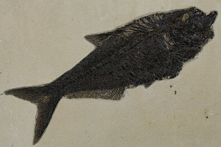 Large Fossil Fish (Diplomystus) - Wyoming #349251